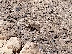 Un ours au pelage hirsute évoluant dans un environnement très rocheux.