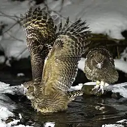Couple de grand-ducs de Blakiston à Hokkaido en novembre 2016.