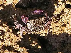 Crabe de Wellington