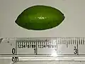 Fruit vert.