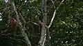 Entelles pileux (langurs à capuchon)