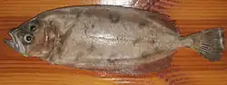 Cardine franche (Lepidorhombus whiffiagonis, is: Stórkjafta)