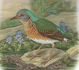 Description de l'image A monograph of the Pittidæ, or family of ant-thrushes (Plate IX) (8231506879), crop.jpg.