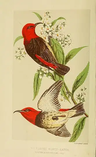 Description de l'image A naturalist's wanderings in the Eastern archipelago; a narrative of travel and exploration from 1878 to 1883 (1885) (14598369558).jpg.