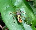 Coreinae Spartocerini : Euagona sp., Équateur