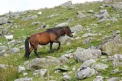 Poney marron avec des moutons dans un environnement de roches.
