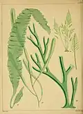 Disque de Codium tomentosum