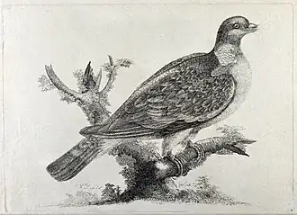 A ring-dove or wood pigeon; eau-forte (c. 1775, Wellcome Collection).