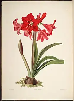 Planche botanique de 1831 (hybride Hippeastrum ×johnsonii).