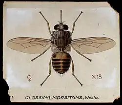 Famille Glossinidae, Glossina morsitans, une Mouche tsé-tsé.