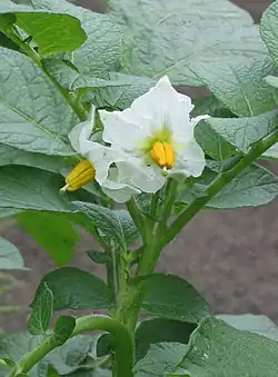 Fleurs blanches de la variété 'Nicola'