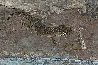 Description de l'image Aaron Bauer's House Gecko (Hemidactylus aaronbaueri).jpg.