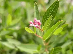 Fleur.