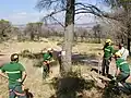 Abattage des bois brûlés dangereux par les APFM pour sécuriser les pistes ouvertes à la circulation publique en Forêt Domaniale de la Colle du Rouet, 2003.