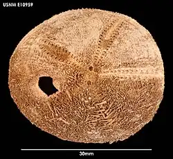 Abatus nimrodi