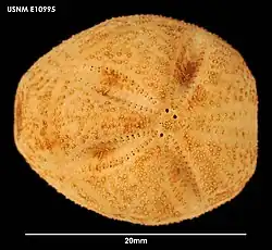 Abatus shackletoni
