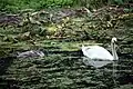 Cygnes dans un des plans d'eau.
