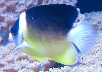 Centropyge abei
