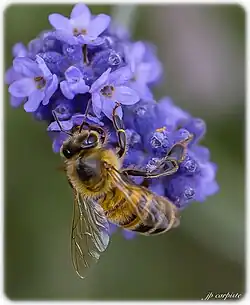 abeille
