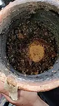 Cellules de couvain, de pollen et de miel.
