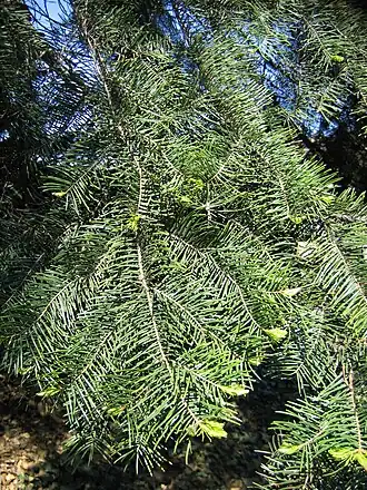 Description de l'image Abies concolor subsp lowiana 01.jpg.