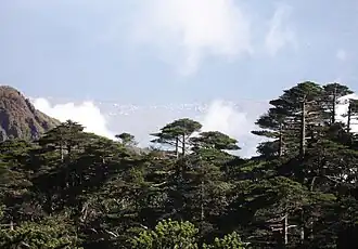 Les Sapins de Delavay sur les Cangshan