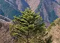 Photo couleur d'un sapin isolé parmi des arbres sans feuilles. L'arrière-plan est constitué des pentes boisées (bandes vertes et brunes) d'un massif montagneux.