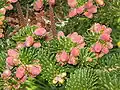 Floraison au printemps