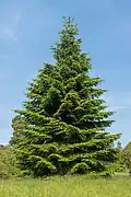 Abies pinsapo (Pinophyta, conifères).