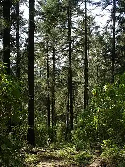 Oyamel (Abies religiosa).