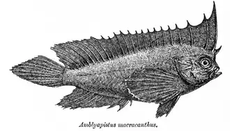 Description de l'image Ablabys macracanthus Day.png.