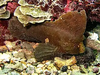 Ablabys taenianotus