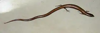 Description de l'image Ablepharus Rueppellii.JPG.