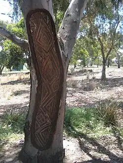 Cicatrice d'arbre créée en 2012 et ornée de dendroglyphes en Australie.