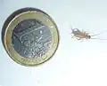 Jeune Acheta domesticus