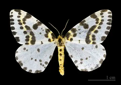 Abraxas grossulariata - Muséum de Toulouse