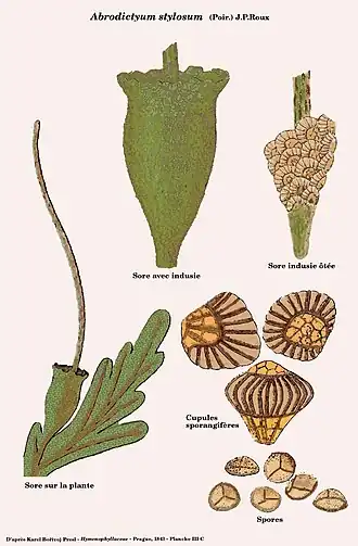Abrodictyum stylosum (Poir.) J.P.Roux