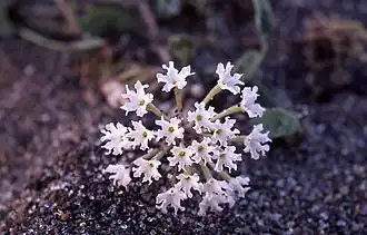Description de l'image Abronia ammophila.jpg.