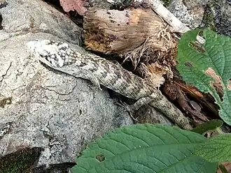 Description de l'image Abronia cuetzpali.jpg.