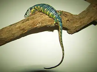 Description de l'image Abronia fuscolabialis 2.jpg.
