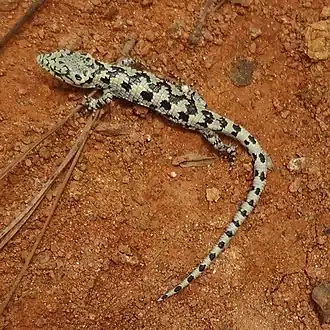 Description de l'image Abronia mixteca.jpg.