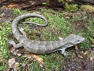 Description de l'image Abronia montecristoi 55841718.jpg.