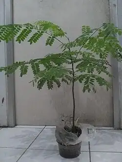 Jeune plant.