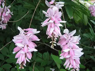 Fleurs.