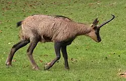 Isard