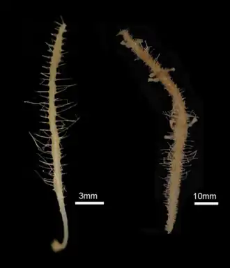 Abyssocladia sp.