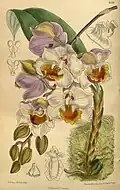 Acacallis cyaneaCurtis's Botanical Magazine,1916.