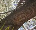 Écorce de l'arbre.