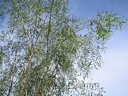 Branches avec gousses.