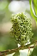 gousses immature d’Acacia mangium (Inde)